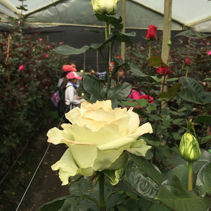 Hacienda-Las-Cuevas-Ecolodge-Experience-Actividad-Rosas-2