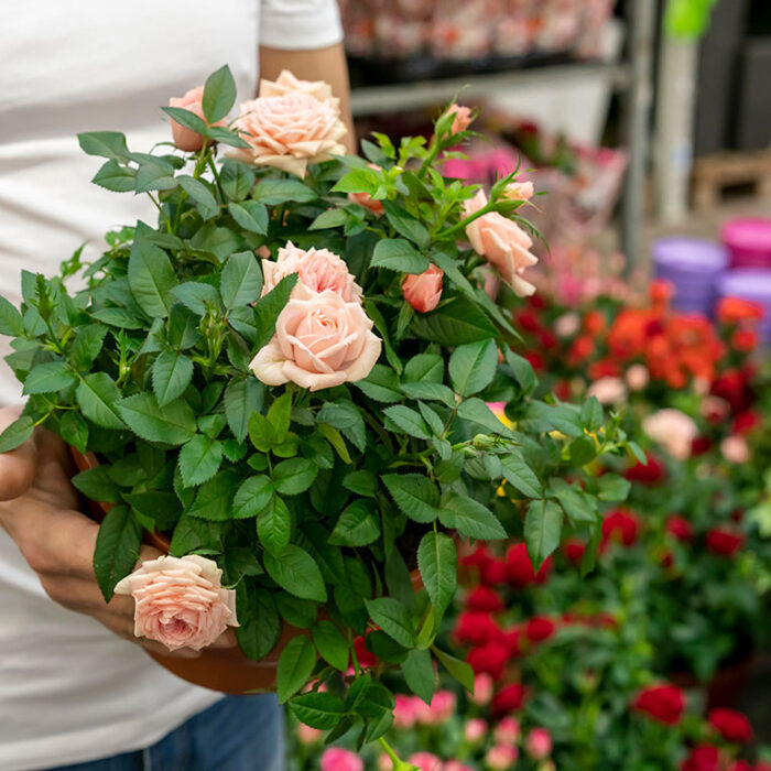 Hacienda-Las-Cuevas-Ecolodge-Experience-Actividad-Rosas-3